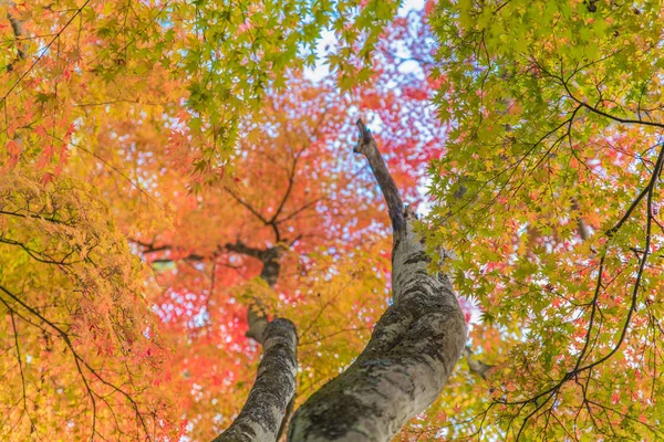 Японские листья клена , — стоковое фото