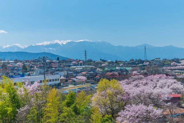 Kiraz çiçeği Takato 