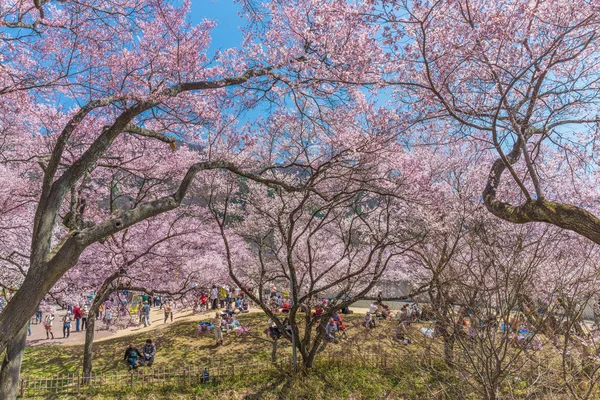 Flor de cereja em Takato — Fotografia de Stock