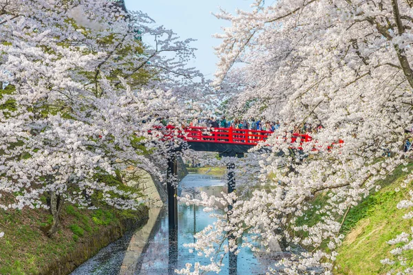 Flores de cerezo en el castillo de Hirosaki — Foto de Stock