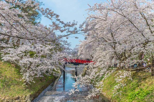 Flores de cerezo en el castillo de Hirosaki — Foto de Stock