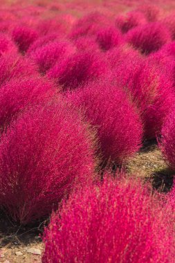 Hitachi Park BAssia scoparia