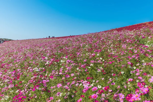 Косметический цветок в парке Хитачи — стоковое фото