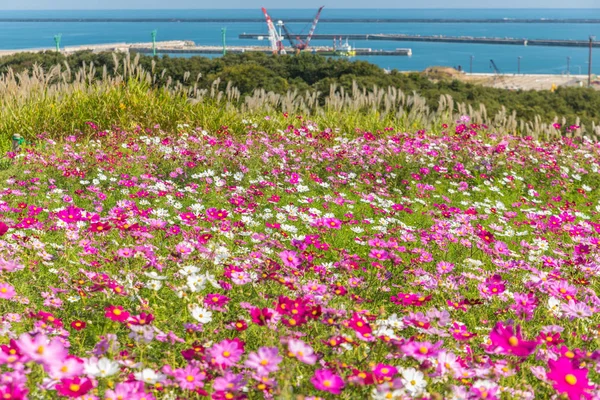 Cosmos blomst i Hitachi Park - Stock-foto