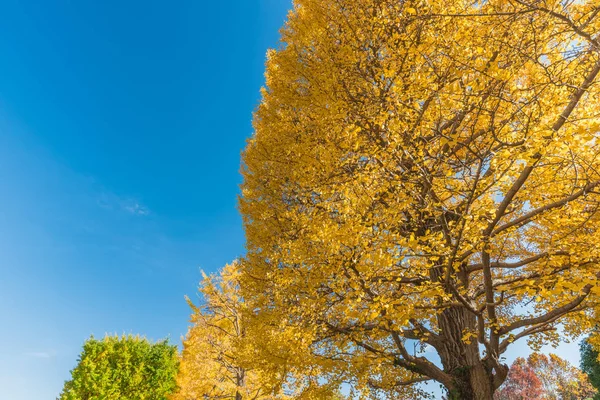 Осень в мемориальном парке Сёва, Татикава, Япония — стоковое фото