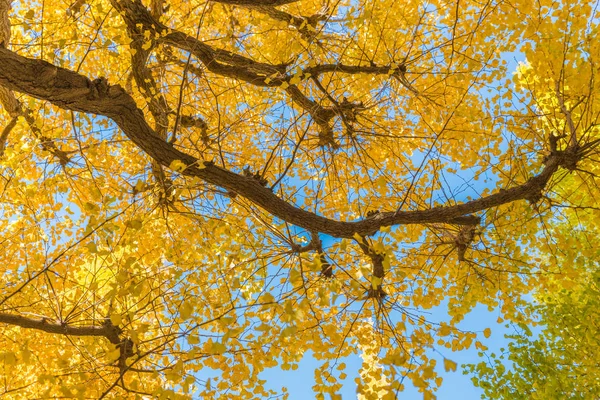 Осенние цвета дерева гинкго — стоковое фото