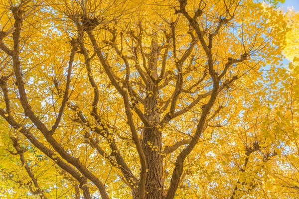 Autumn colors of the Ginkgo Tree — Stock Photo, Image