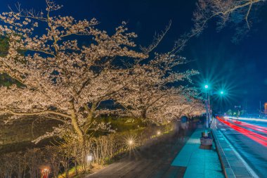 Geceleri kiraz çiçekleri