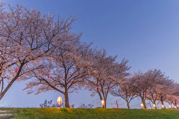 Kirschblüten in der Nacht — Stockfoto