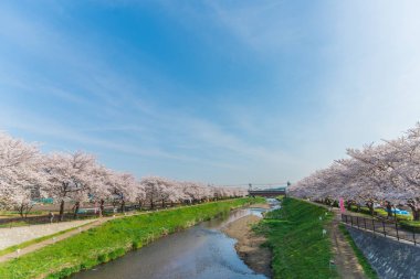 pembe kiraz çiçekleri