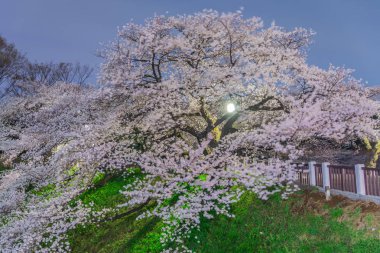 Tokyo, Japonya kiraz çiçekleri