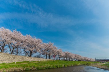 pembe kiraz çiçekleri