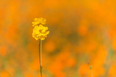 Turuncu kozmos çiçekleri