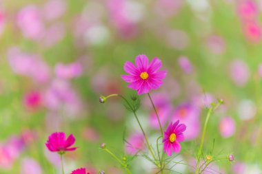 flores hermosas cosmos