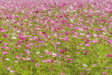 flores hermosas cosmos