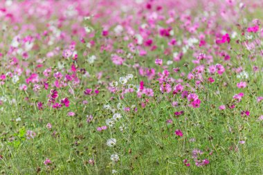 flores hermosas cosmos