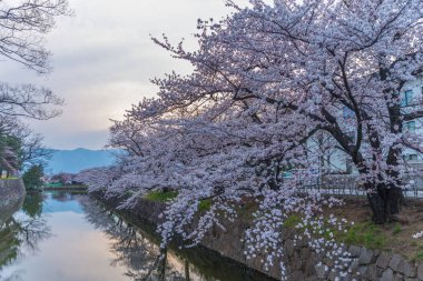 pembe kiraz çiçekleri