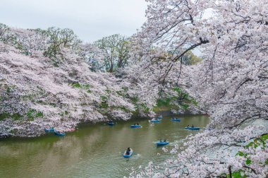 Cherry blossom tekne, Tokyo, Japonya ile ilgilenen