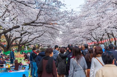 Kiraz çiçekleri Festivali Ueno Park, Tokyo, Japonya