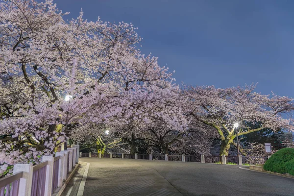 Floraciones en Tokio, Japón — Foto de Stock