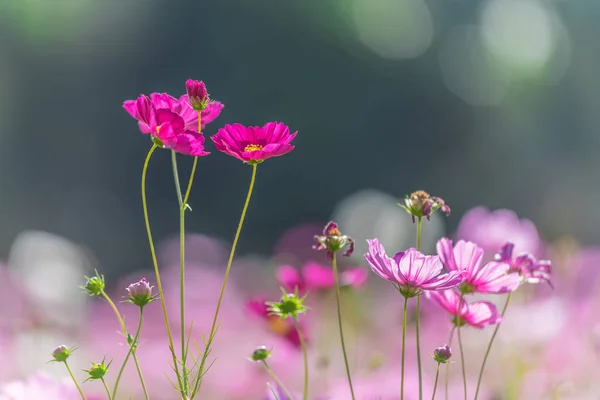 Vakre Cosmos-blomster – stockfoto