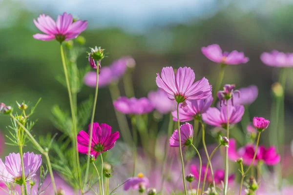 flores hermosas cosmos