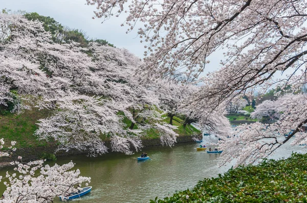 Observación de flores de cerezo en barco, Tokio, Japón — Foto de Stock