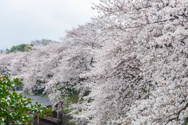 Observación de flores de cerezo en barco, Tokio, Japón — Foto de Stock