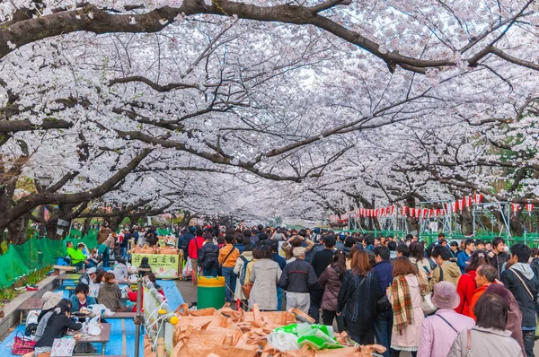 Festival de flores de cereja em Ueno Park, Tóquio, Japão — Fotografia de Stock