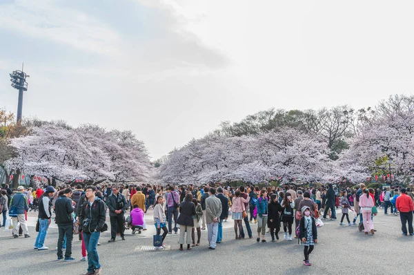 Festival de flores de cereja em Ueno Park, Tóquio, Japão — Fotografia de Stock