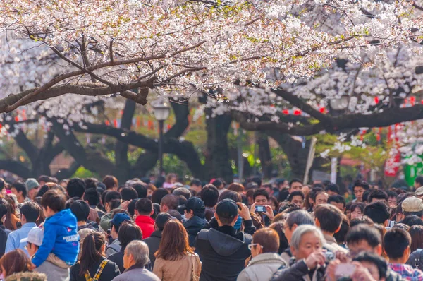 Festival Cherry Blossoms en Ueno Park, Tokio, Japón — Foto de Stock