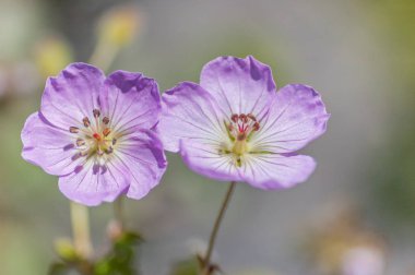 Sardunya lamberti ssp. siamensis çiçek