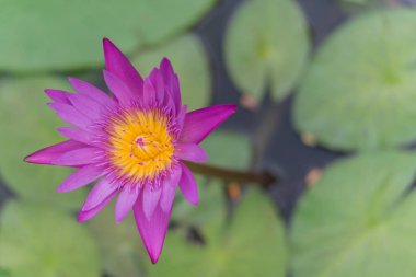 Lotus çiçek çiçek