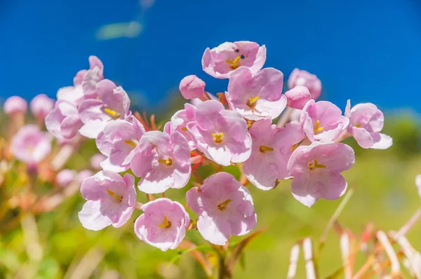 Luculia Gratissima çiçeği 