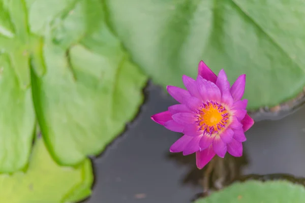 Kwiat kwiat lotosu — Zdjęcie stockowe