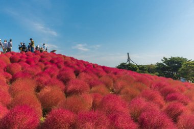 Sonbahar renkleri Hitachi seaside Park, Ibaraki, Japonya