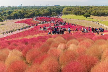 Sonbahar renkleri Hitachi seaside Park, Ibaraki, Japonya