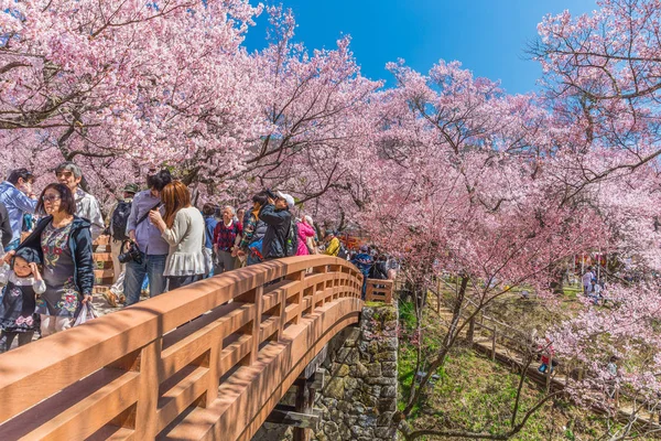 Flor de cereja em Takato — Fotografia de Stock