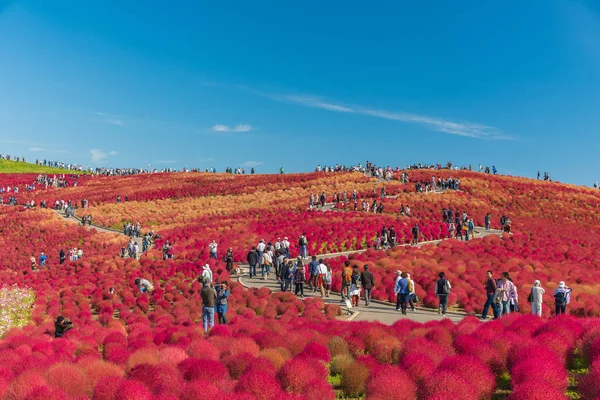 Sonbahar renkleri Hitachi seaside Park, Ibaraki, Japonya