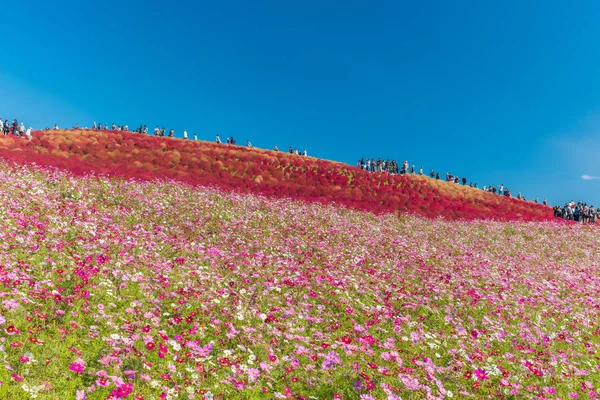 Colori autunnali nel parco balneare Hitachi, Ibaraki, Giappone — Foto Stock