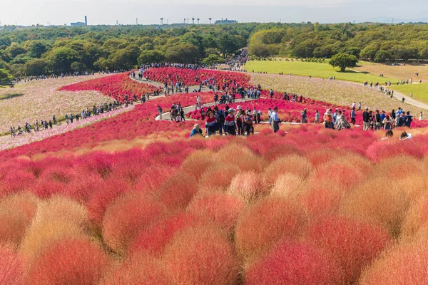 Autumn colors in Hitachi seaside park ,Ibaraki,Japan — Stock Photo, Image