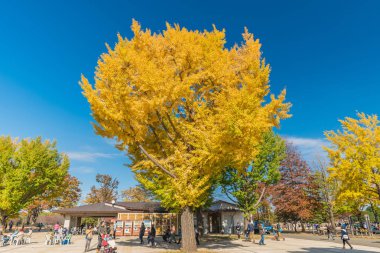 Sonbahar Showa memorial Park, Tachikawa, Japonya
