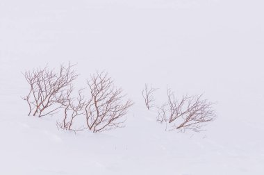 Monte edin. Kiso-Komagatake, Merkezi Alpler, Nakano, Japonya