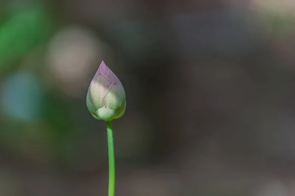 Lotus Water Lily — Stock Photo, Image