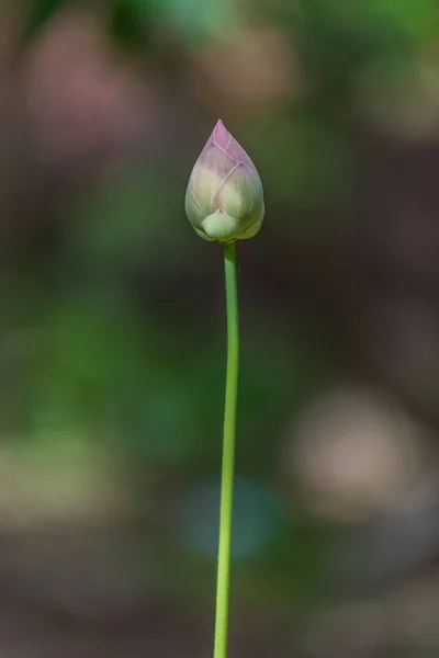 Giglio d'acqua del loto — Foto Stock