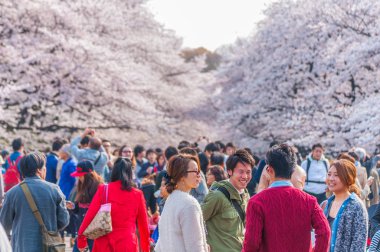 Kiraz çiçekleri Festivali Ueno Park, Tokyo, Japonya