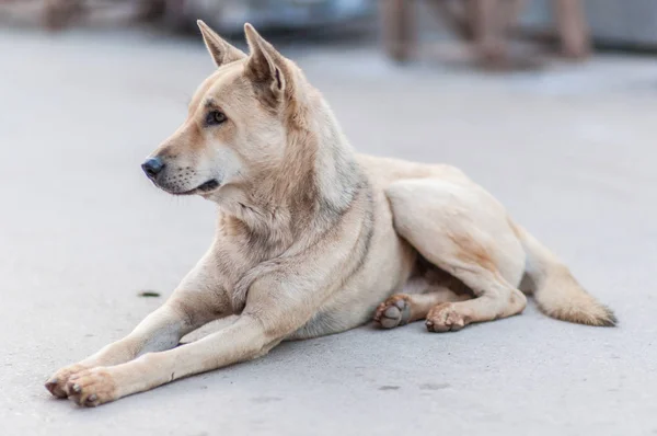 Tailandés perro sentado en el suelo de cemento — Foto de Stock