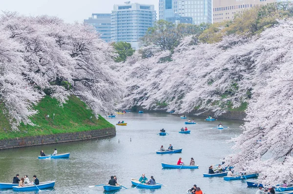 Observación de flores de cerezo en barco, Tokio, Japón — Foto de Stock