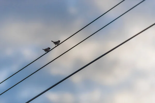 Silhueta de passarinho — Fotografia de Stock