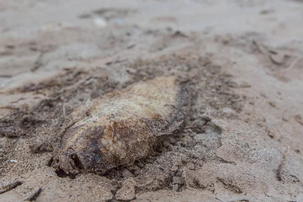 Bir kum içinde ölü balık